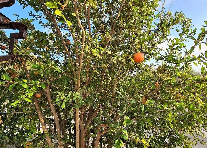 Vandrarhem Katka Paphos